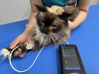 Medición de la presión arterial mediante la técnica oscilométrica de alta definición colocando el manguito a nivel de la extremidad anterior 